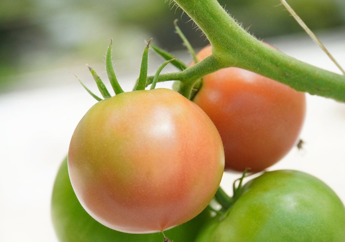 　広瀬農園の大玉トマト　ハウス栽培